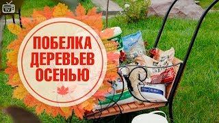 Побелка деревьев осенью  Как выбрать краску?  Обзор hitsadTV