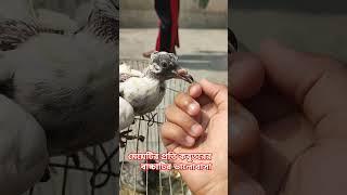 #shortsviral #duet #pigeon#unique #funny #highlights#foryou #trending #likeforlikes #subscribers #