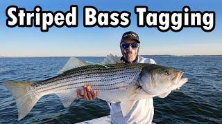 How to Catch and Tag Striped Bass (Jigging and Trolling)