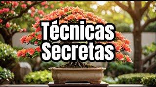  COMO FAZER BONSAI de #FLAMBOYANT – Técnicas SECRETAS + DESFOLHA | Dicas Avançadas