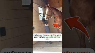 [P.1] Chồng lắp camera phát hiện vợ và chú ngựa #shorts