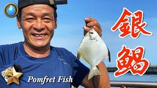 Game 48 episodes | Silver Pomfret | Pomfret Fish | Pomfret Fish | Pinger