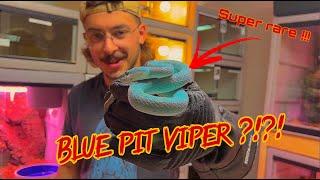 EXTREMELY RARE (AND DEADLY) BLUE VIPERS !!!!!!! - Duffdoesnaturestuff