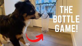 BRAIN TRAINING With My Dog! (SMART DOG ALERT)