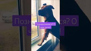 Рекс и #SSFN. Кто мы? 
