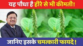 दवाइयाँ भी बेअसर इस चमत्कारी पौधे के आगे! | Benefits of Apamarg (chirchita) | Dr. Bimal | SAAOL