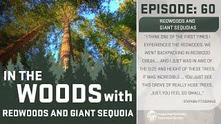 Episode 60: Redwoods and Giant Sequoia