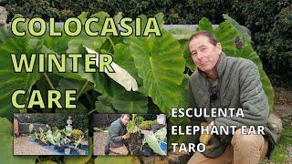 Colocasia Esculenta Winter Care. Elephant Ear Plant. Taro. Winter Protection