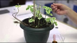 Chlorophyll is necessary for Photosynthesis