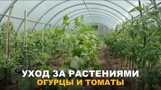 И ОБРЕЖЕМ, И ПОДВЯЖЕМ. Уход за томатами и огурцами в теплице и открытом грунте.