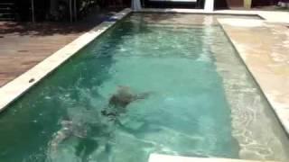 Magnolia's Sea Hunt - Longest Underwater Swimming Dog