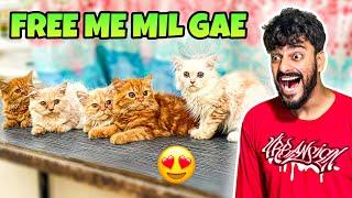 1 Lakh Ki Kittens Free me mil gai | Cats | Pet Vlog | Mishkat Khan