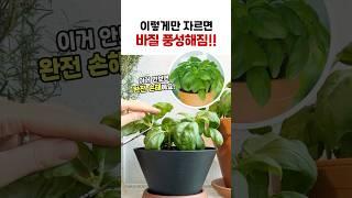 바질 수확은 꼭 이거보고 하세요⭕ 무조건 잘 자라요‼ | 바질 가지치기 방법 | 바질 수확하기 #바질 #바질키우기