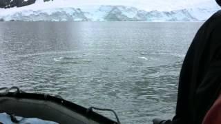 Curious Minke Whale Up Close in Antarctica