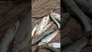 real trout fish at river indus #hunting #fishing #viral #shots