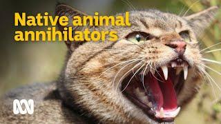 Feral cats - Australia's native animal annihilators  | Meet the Ferals Ep 2 | ABC Australia