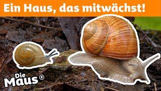 Wie kommt die Schnecke zu ihrem Haus? | Die Maus | WDR