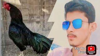 my Aseel murga la uya ma zeshan pets info