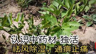 认识中药材-独活，羌活白芷当归升麻好多伞形科中药材傻傻分不清