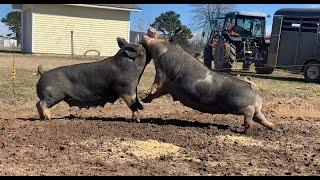 FIGHTING PIGS, This happens every time!  |  Raising Pigs On Pasture