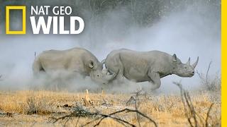 Witness a Rhino Rumble | Animal Fight Night