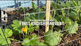 The Rookie Gardener: Radish Harvest