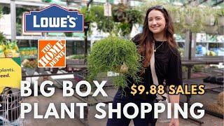 Big Box Store Plant Shopping! LOWE'S & HOME DEPOT 