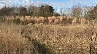 Miscanthus at Warden Law