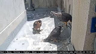 5-22-23 What it's like being the mom to Peregrine Falcon chicks...