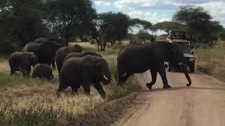 Elephants in Tanzania