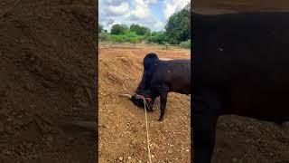 Oruthan Vandha PadaiNadungum #mass #jallikattu #kaalai #karuppan #beast #beastmode #shorts #video