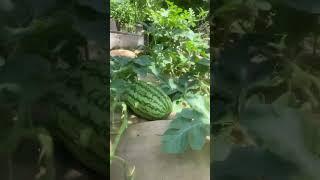 GROWING WATERMELON in CONTAINERS! (2024) epic gardening