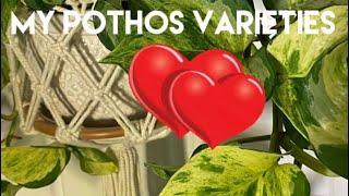 House Plant Tour - Pothos Varieties