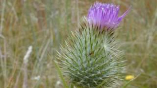 Braveheart-A Gift of a Thistle