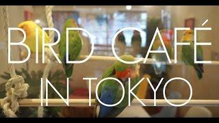 Kotori Café // ことりカフェ