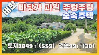 [물건번호2648]태안군 태안읍 바닷가 5km " 주렁주렁 과일나무 가득" 전원주택 을 소개 합니다, 바닷가 숲속 주택 입니다, 15종 이상의 과일나무 많은 미니과수원급 주택 입니