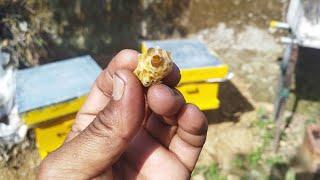 part 2 #beekeeping मधुमक्खी विभाजन बहुत आसान।#apisceranaindica # Honey Bee Division Very Easy.