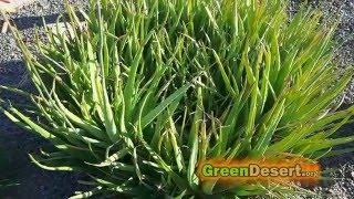 Free organic medicine from your yard: Aloe Vera