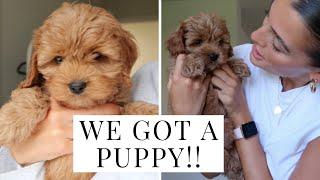 PICKING UP OUR NEW CAVAPOO PUPPY!! | Dionne Crowe