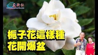 栀子花這樣種，花開爆盆！