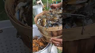 Baltimore's #1 Crab Feast Caterer 