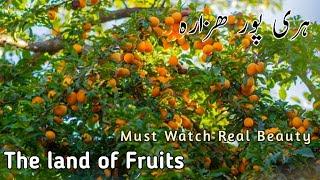 Haripur Hazara || The Land of Nature || Natural Fruits and Beautiful Trees