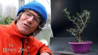 The First Work on My Olive Tree, The Bonsai Zone, Nov 2023