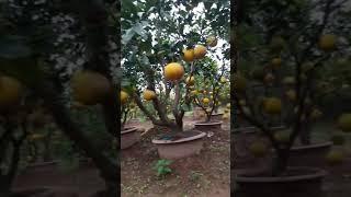 Làm Sao Bưởi Diễn, Cam Canh Sai Và Ngọt, Vua Bưởi Diễn Chuẩn Phú Diễn- Minh Khai?: 096.239.2038