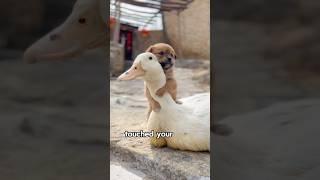 Mother duck adopted a lost puppy as her own