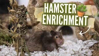 All About Hamster Enrichment 