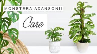 Monstera Adansonii Complete Care Guide  Tips + Tricks, Propagation - ALL YOU NEED TO KNOW 