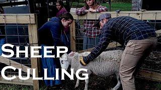 Culling our Flock for Winter and Putting up Hay | Heartway Farms | Katahdin Hair Sheep | Live Birth