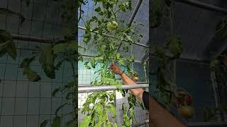 Be mindful of your tomato plants suckers! #shorts #gardening #greenhouse #gardentomatoes #garden