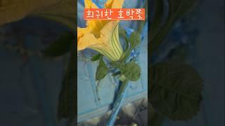 호박꽃이 이렇게도 생겼어요 #옥상텃밭 #소소한행복 #호박꽃